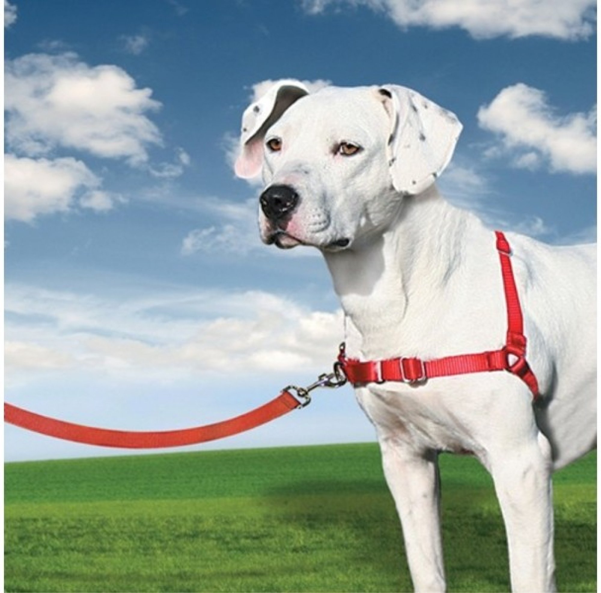 Postroj pro psa PetSafe Easy Walk Dog Postroj
